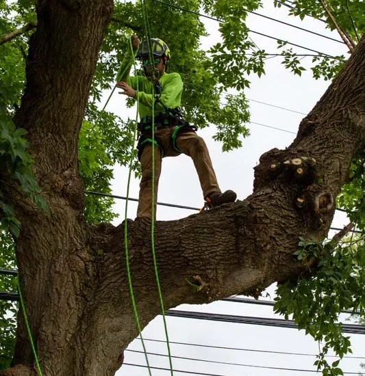 Arborist climbing a large tree near power lines
