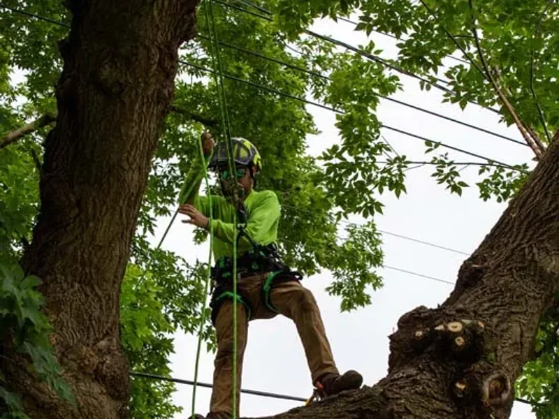 Arborist climbing a large tree near power lines