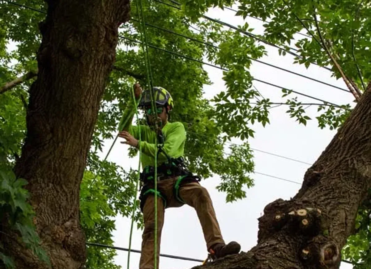 Arborist climbing a large tree near power lines