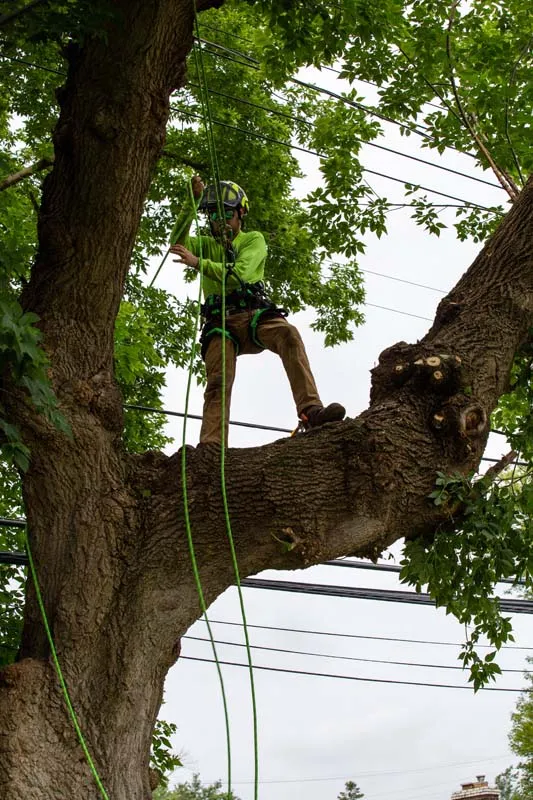 Arborist climbing a large tree near power lines