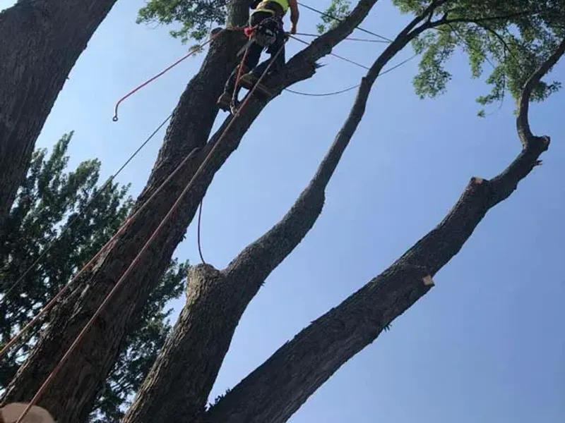 Climber sectioning a tall tree during a tree removal