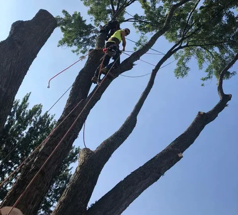 Climber sectioning a tall tree during a tree removal