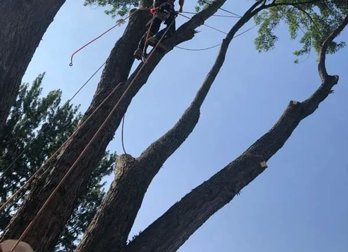 Climber sectioning a tall tree during a tree removal