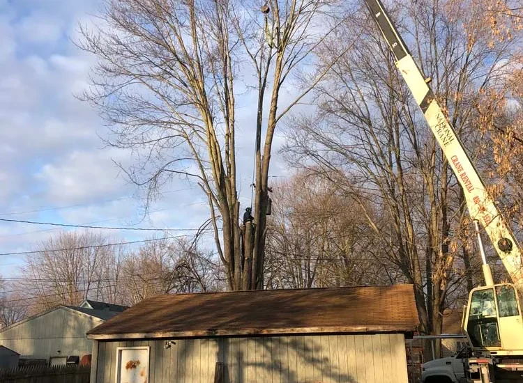 Crane assisted tree removal over a backyard garage