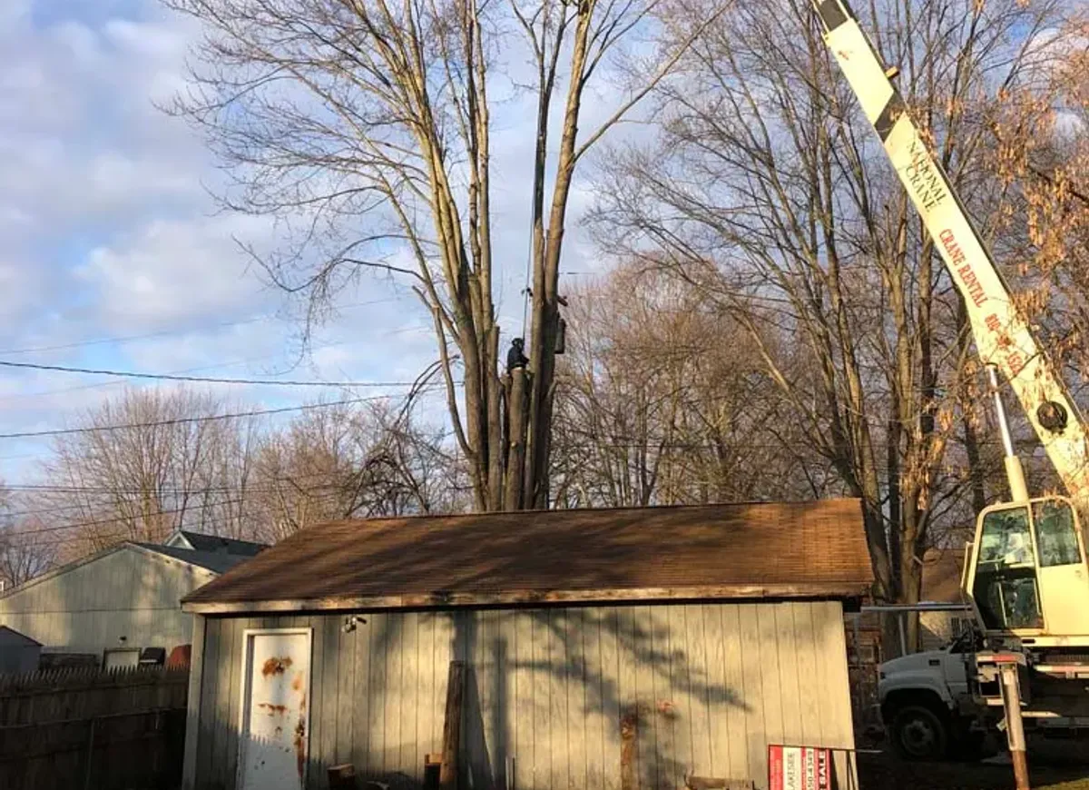 Crane assisted tree removal over a backyard garage