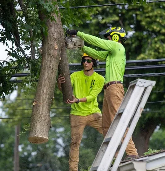 Tree crew lowering cut limbs from a roof using a ladder