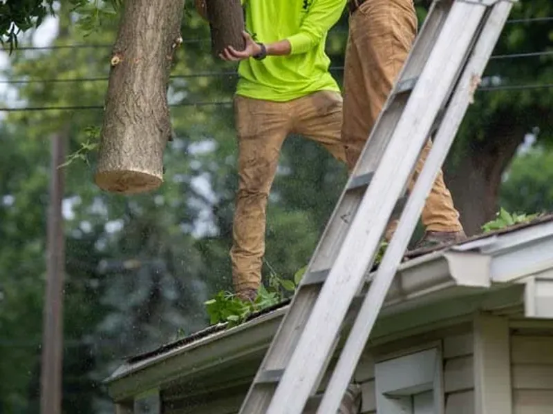 Tree crew lowering cut limbs from a roof using a ladder