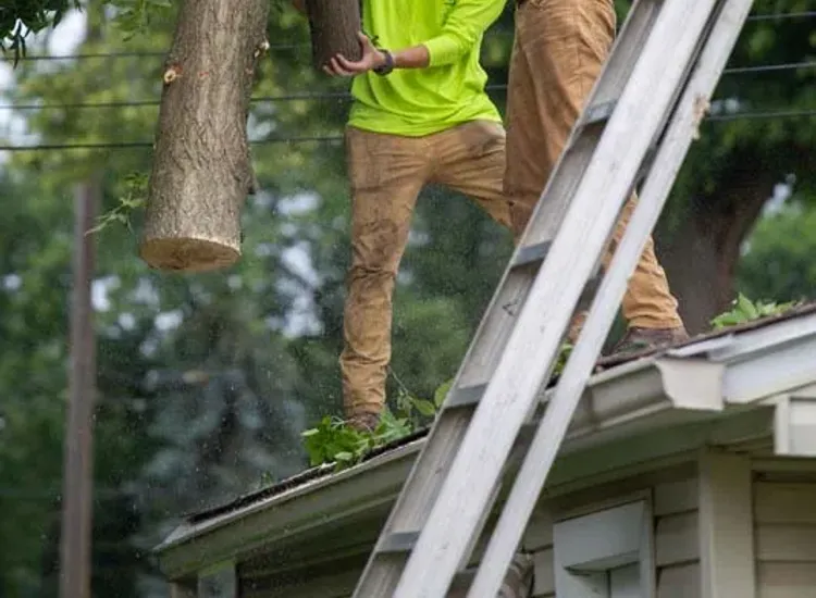 Tree crew lowering cut limbs from a roof using a ladder