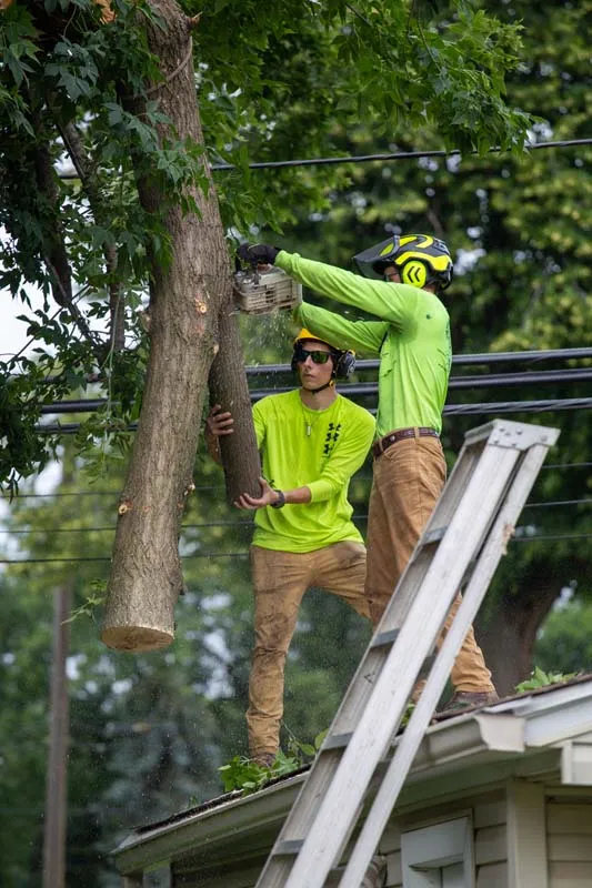 Tree crew lowering cut limbs from a roof using a ladder