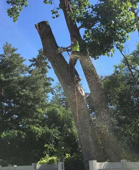 Tall dead tree beside a backyard privacy fence before removal