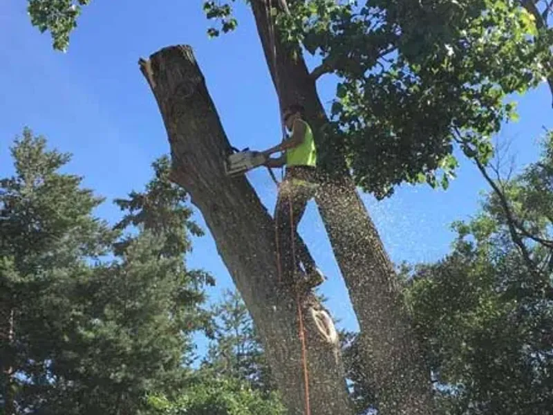 Tall dead tree beside a backyard privacy fence before removal