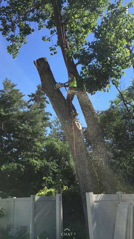 Tall dead tree beside a backyard privacy fence before removal