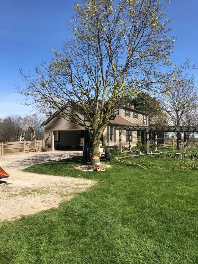 Front yard shade tree after pruning and shaping