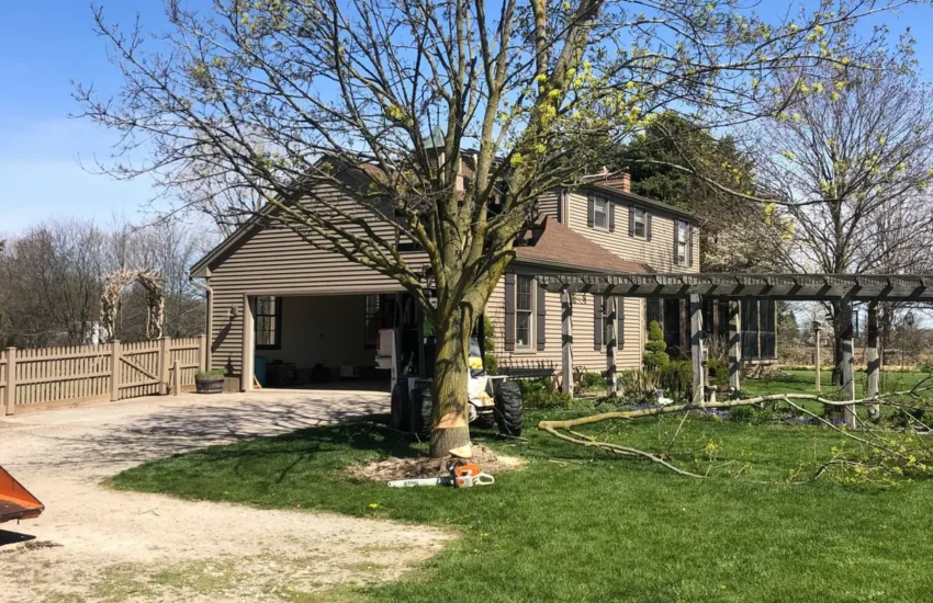 Front yard shade tree after pruning and shaping