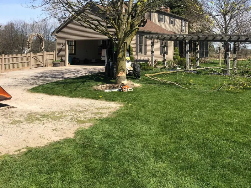 Front yard shade tree after pruning and shaping