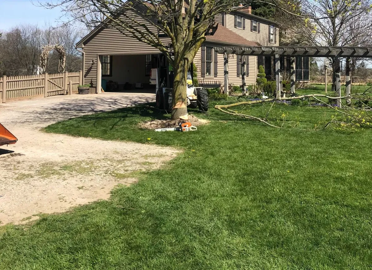 Front yard shade tree after pruning and shaping