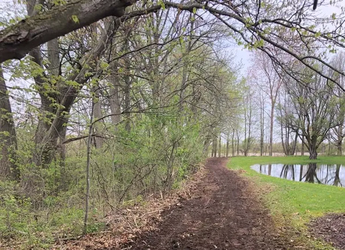 Freshly cleared trail cut through woods during land clearing