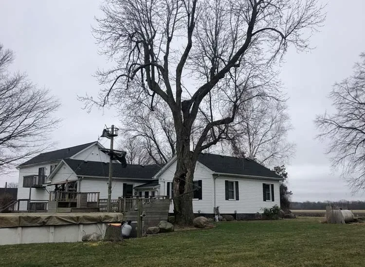 Large mature tree beside a farmhouse before removal