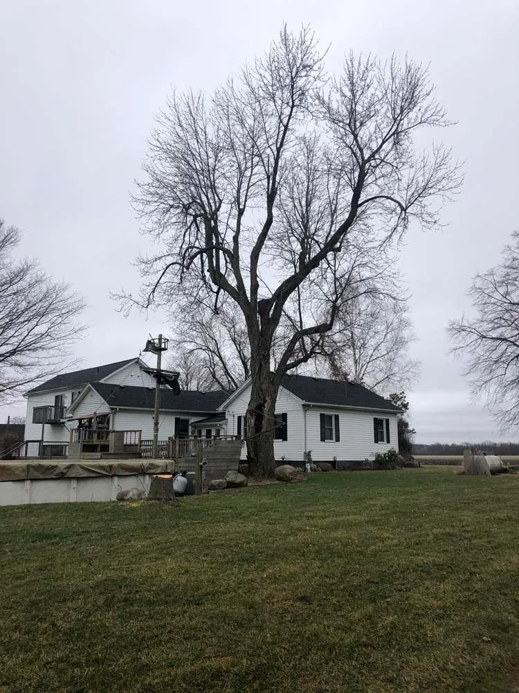 Large mature tree beside a farmhouse before removal