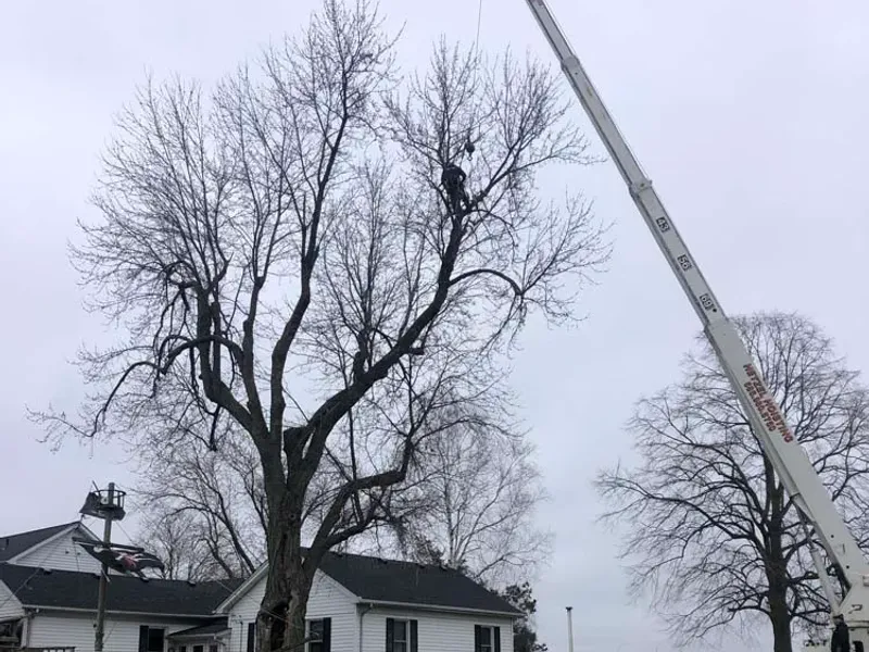 Crane removing a large mature tree beside a farmhouse