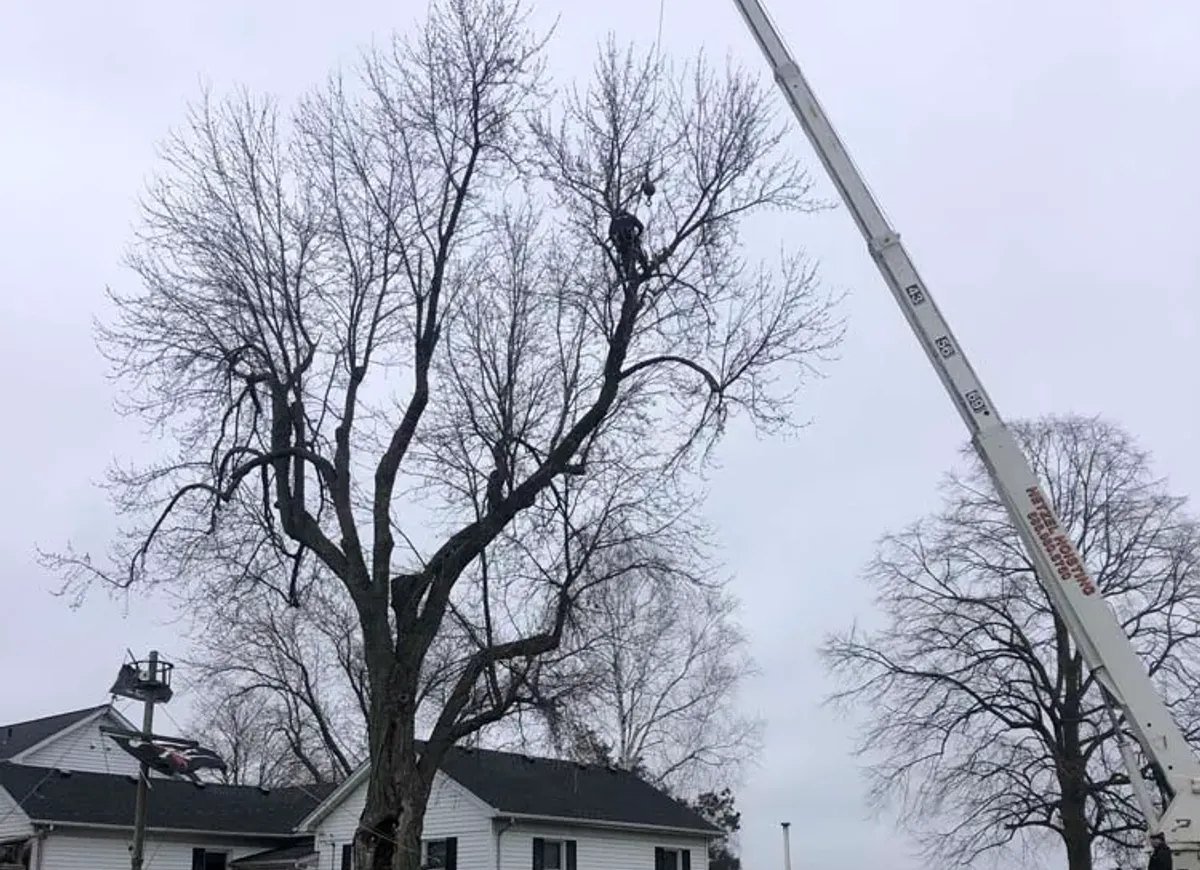 Crane removing a large mature tree beside a farmhouse
