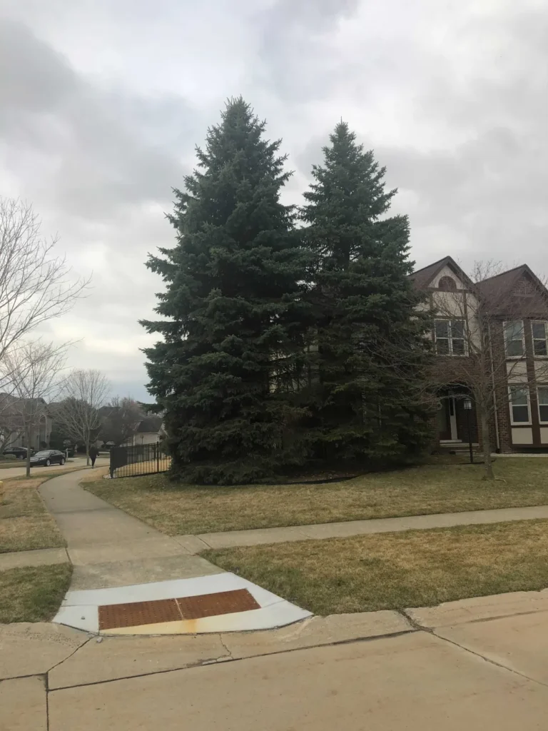 Pair of tall spruce trees in a front yard