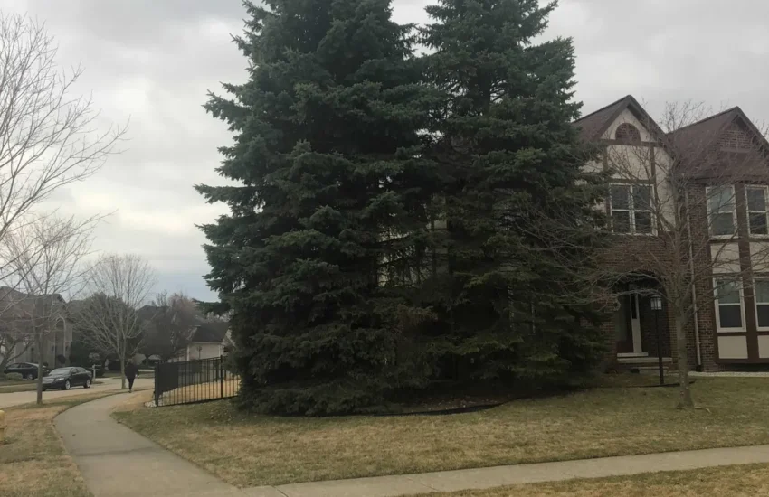 Pair of tall spruce trees in a front yard