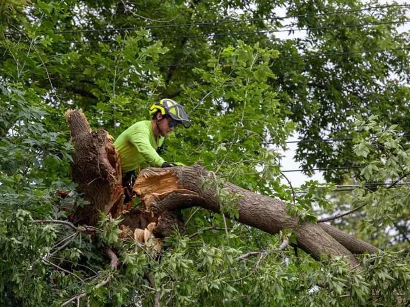 Tree service crew member cutting a split storm damaged tree limb