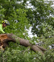 Tree service crew member cutting a split storm damaged tree limb