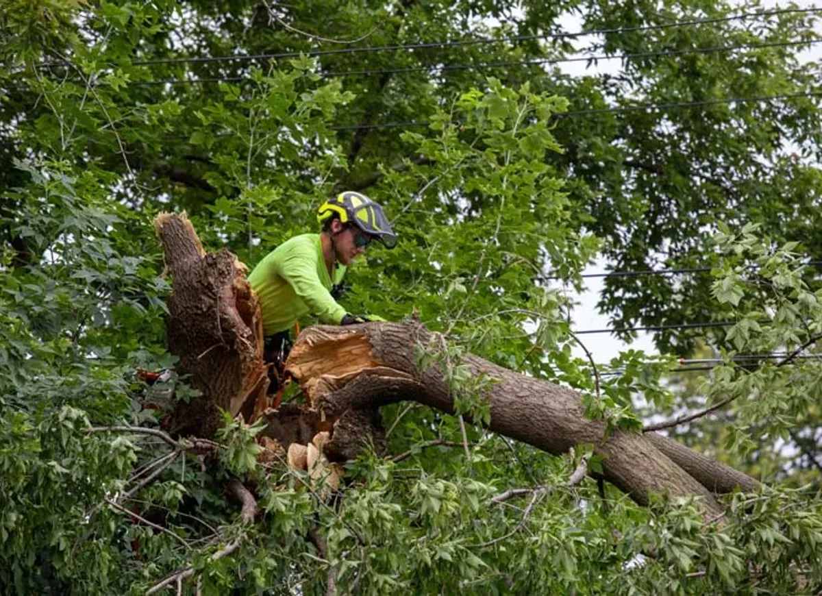 Tree service crew member cutting a split storm damaged tree limb