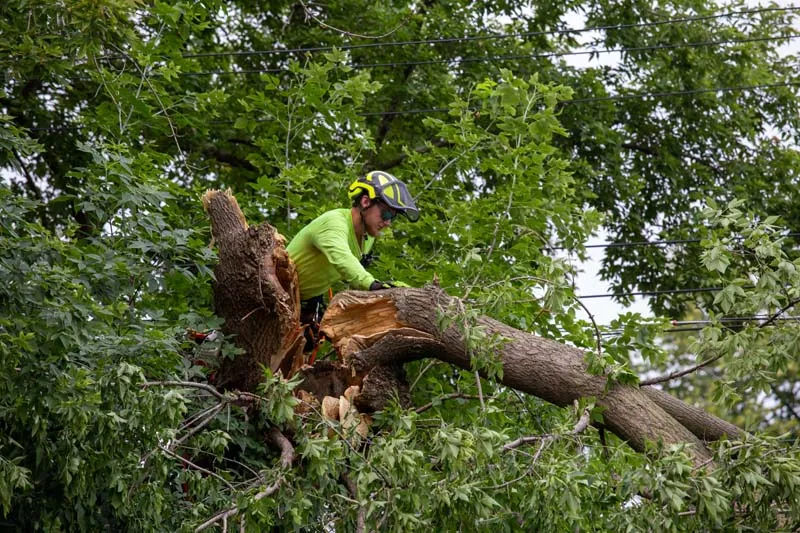Tree service crew member cutting a split storm damaged tree limb