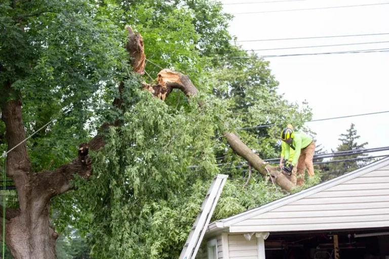 Large storm damaged tree limb resting on a house roof near power lines