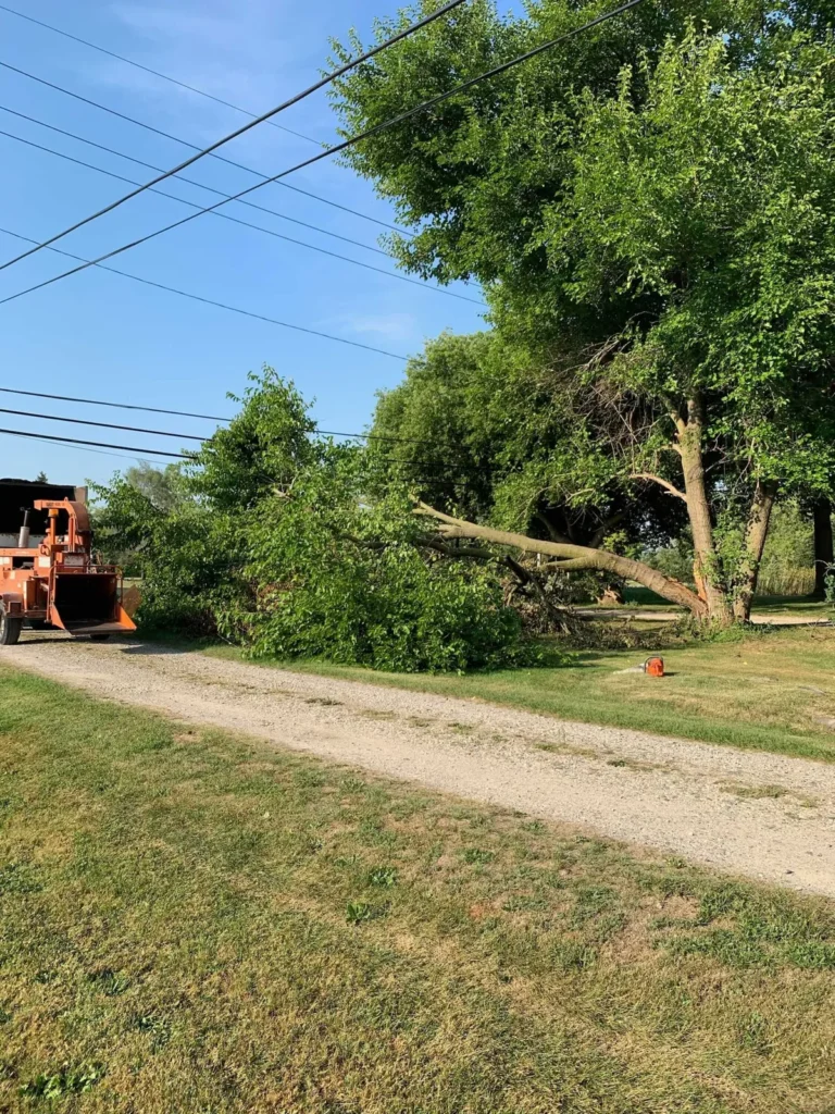 Storm downed tree along a roadside driveway awaiting cleanup