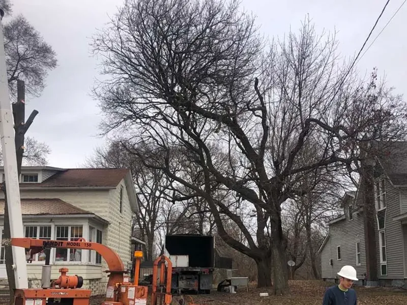 Wood chipper and crew with safety cones during a street tree removal