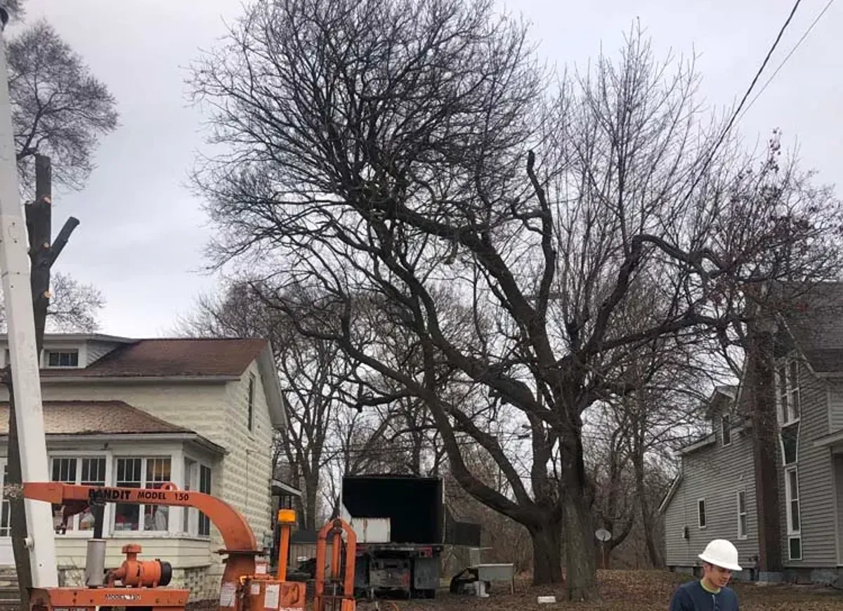 Wood chipper and crew with safety cones during a street tree removal
