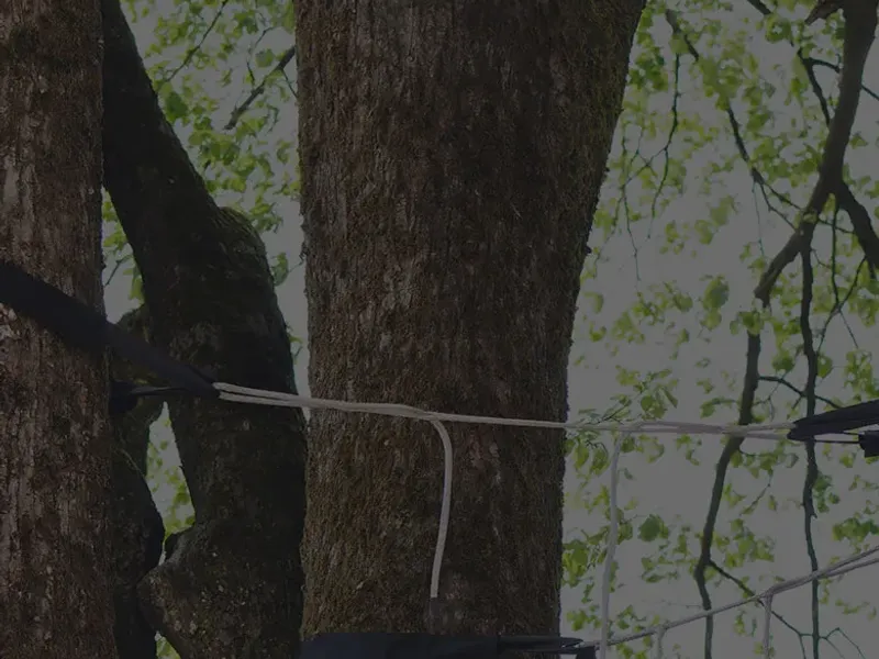 Support cable installed between two tree trunks for tree cabling