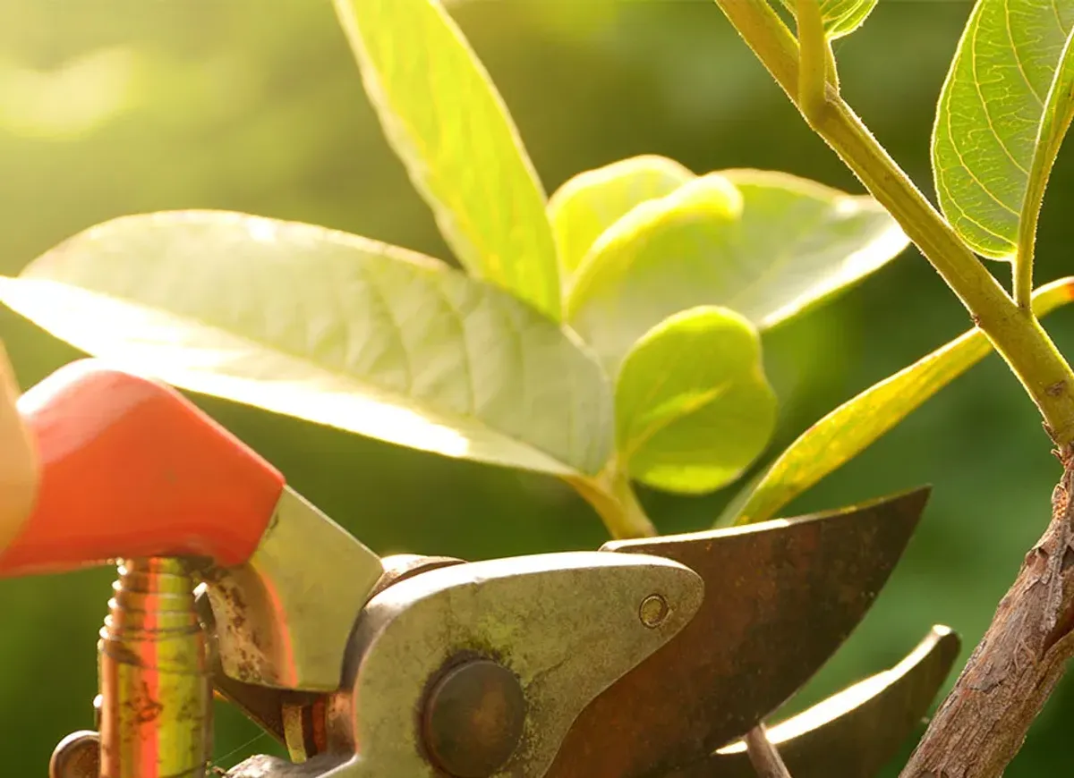 Pruning shears cutting a small branch during tree pruning and shaping