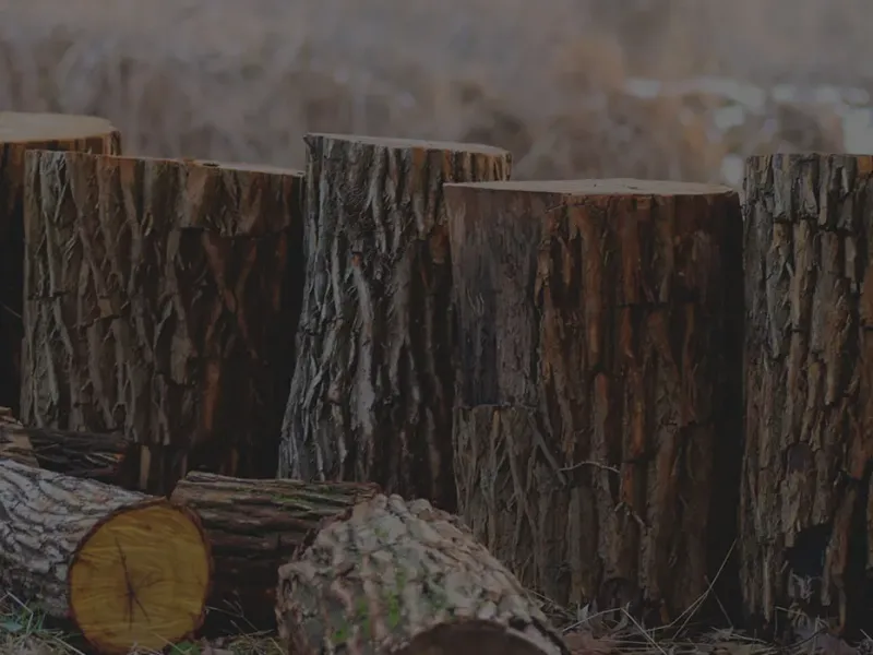 Large cut log rounds stacked after a tree removal job