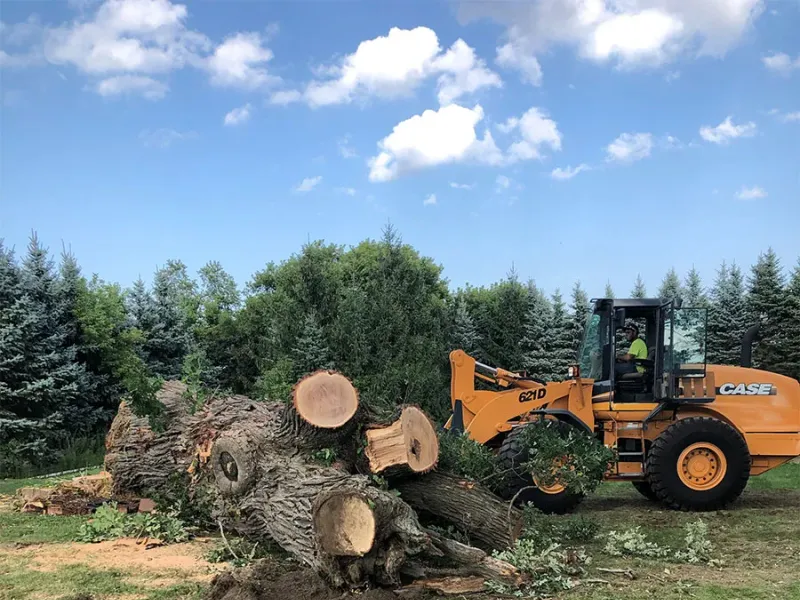 Wheel loader moving logs from a large tree removal
