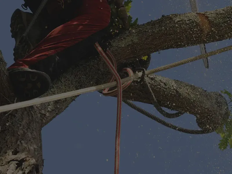 Arborist in climbing gear trimming branches high in a tree canopy