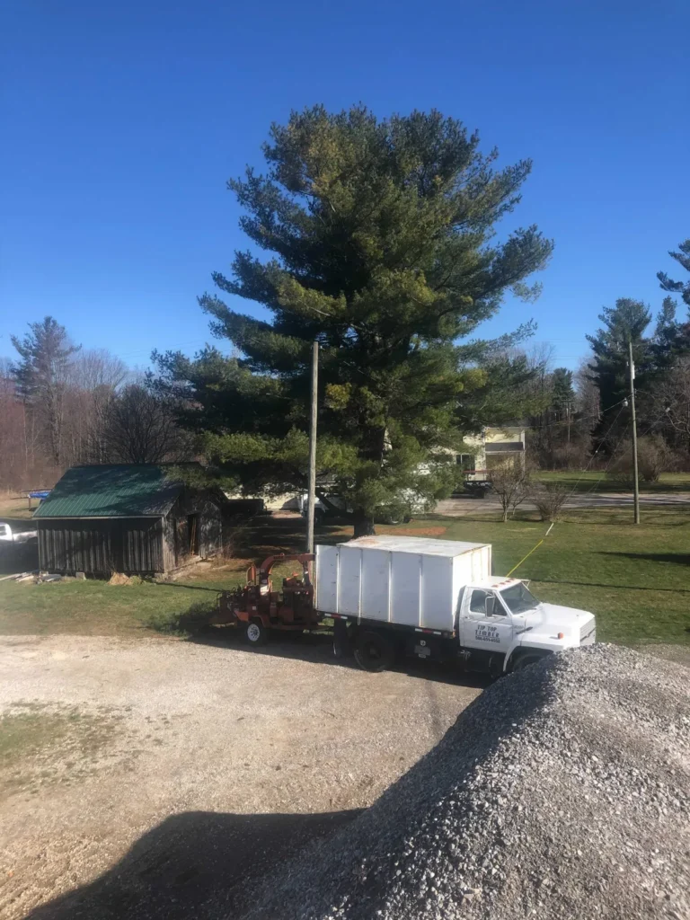 White pine tree and dump truck on a tree service job site