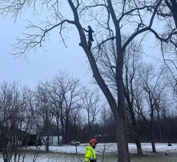 Crew member working on a winter tree removal in the snow