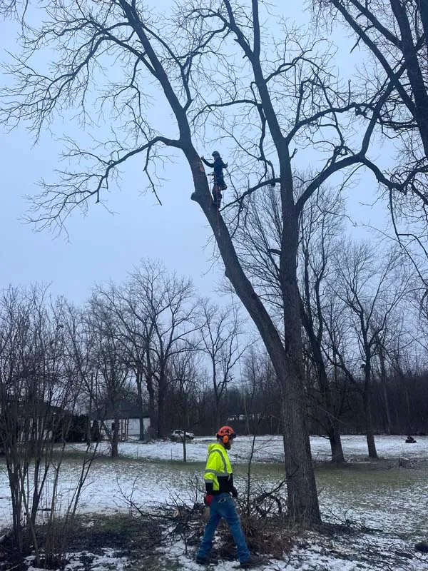 Crew member working on a winter tree removal in the snow